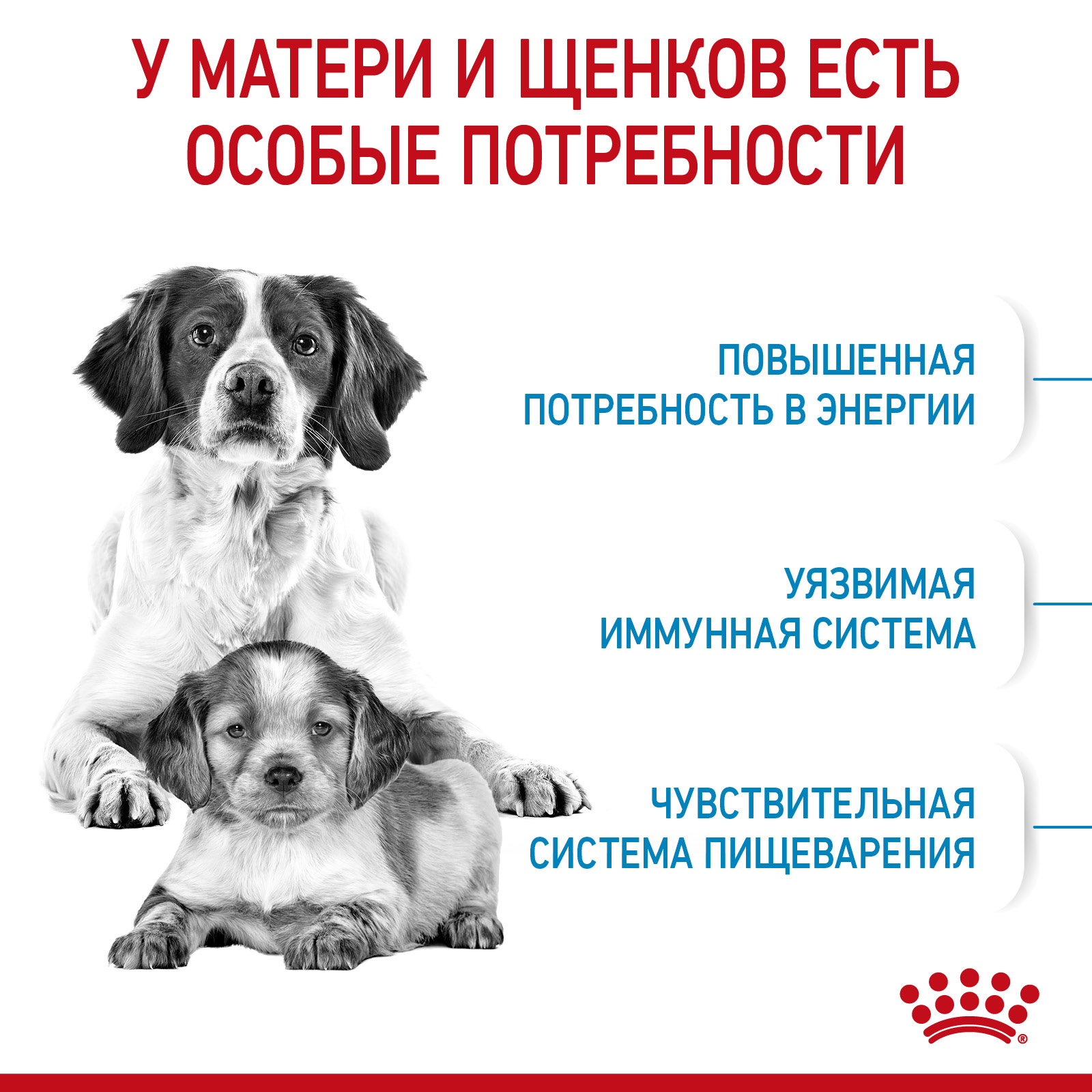 Сухой корм для собак ROYAL CANIN 12 кг (для беременных и кормящих, полнорационный) - фото 2