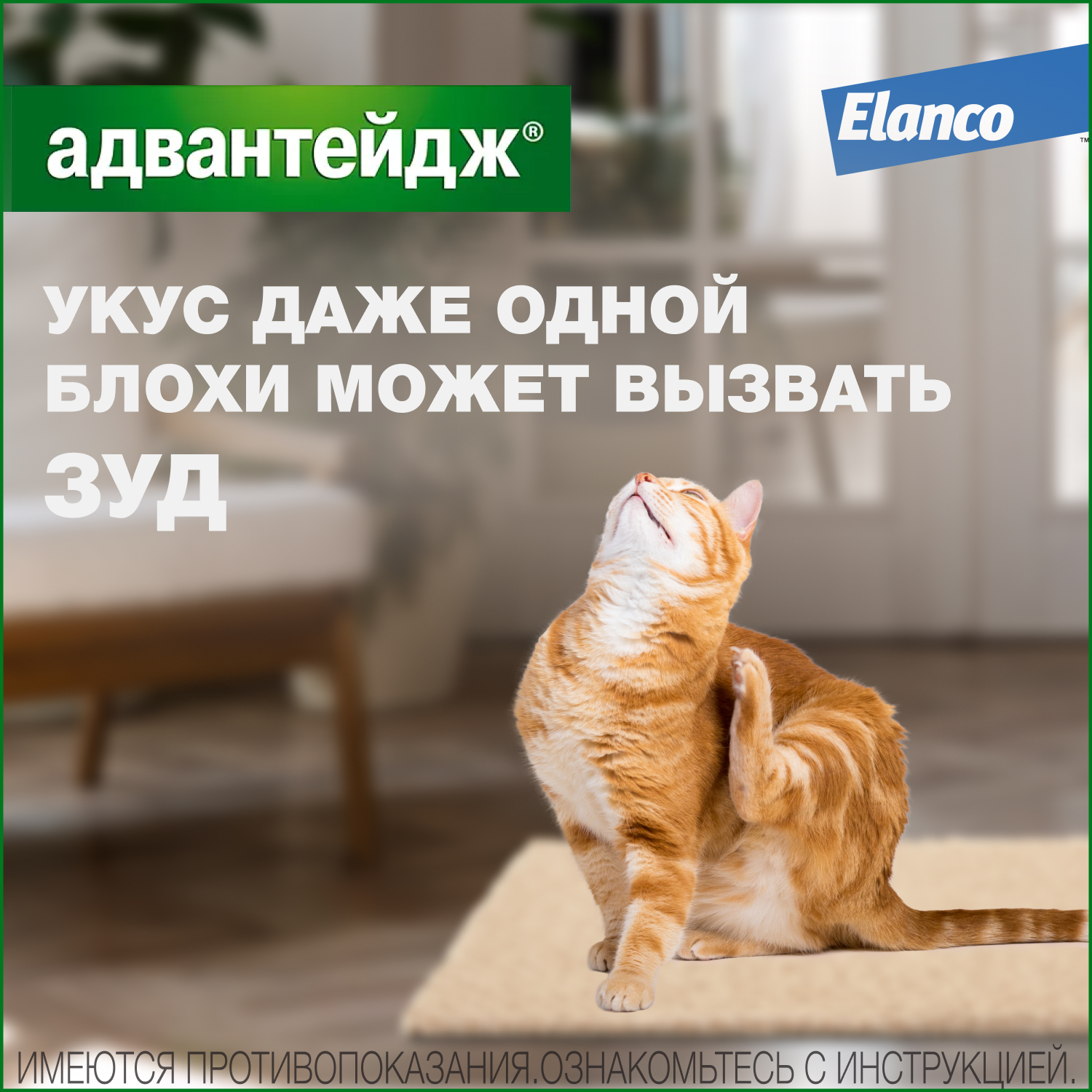 Капли для кошек Elanco Адвантейдж против блох 1пипетка купить по цене 342 ₽  с доставкой в Москве и России, отзывы, фото