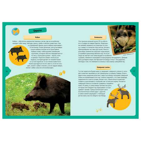 Книга Махаон Животные планеты Детская энциклопедия с магнитами