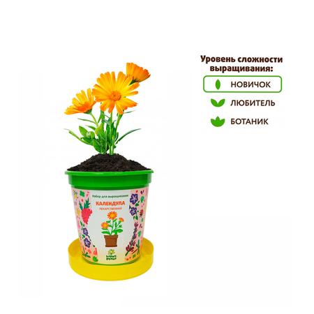 Набор для выращивания Happy Plant Вырасти сам растение в горшочке Календула лекарственная