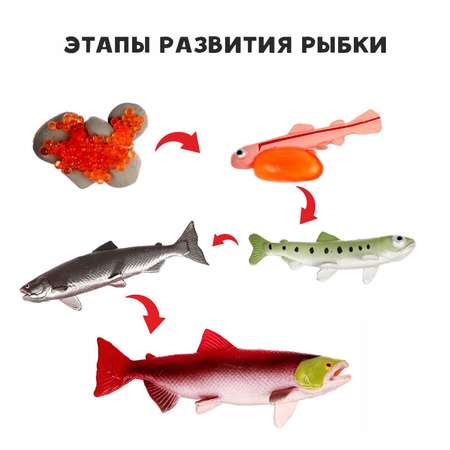 Обучающий набор Sima-Land «Этапы развития рыбки» 5 фигурок