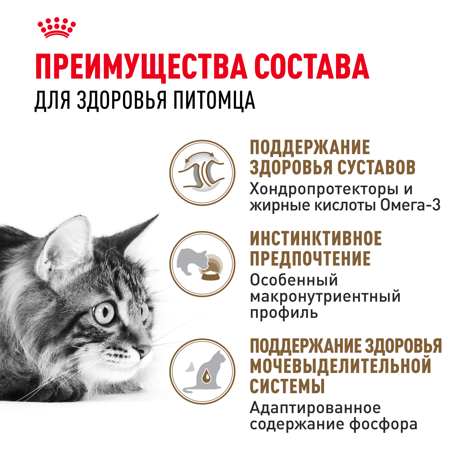 Корм для кошек ROYAL CANIN Ageing 85гр для пожилых 12+ желе пауч - фото 3