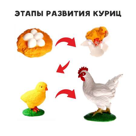 Обучающий набор Sima-Land «Этапы развития куриц» 4 фигурки