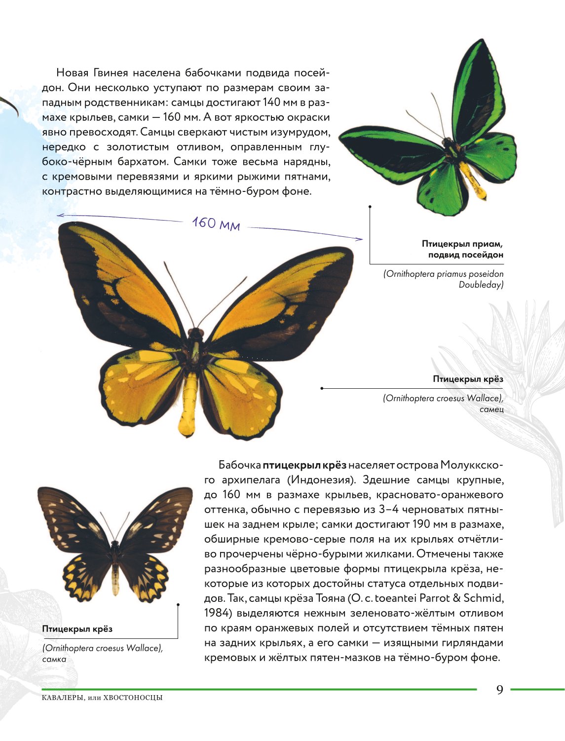 Книга Эксмо Насекомые мира Детская энциклопедия - фото 8