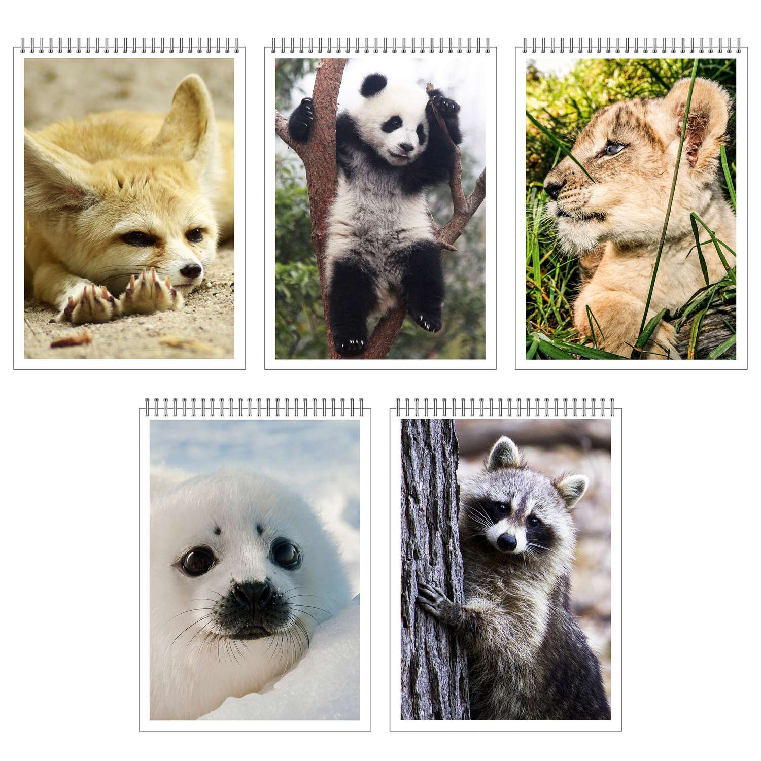 Коллаж из изображений животных, включая одного из персонажей