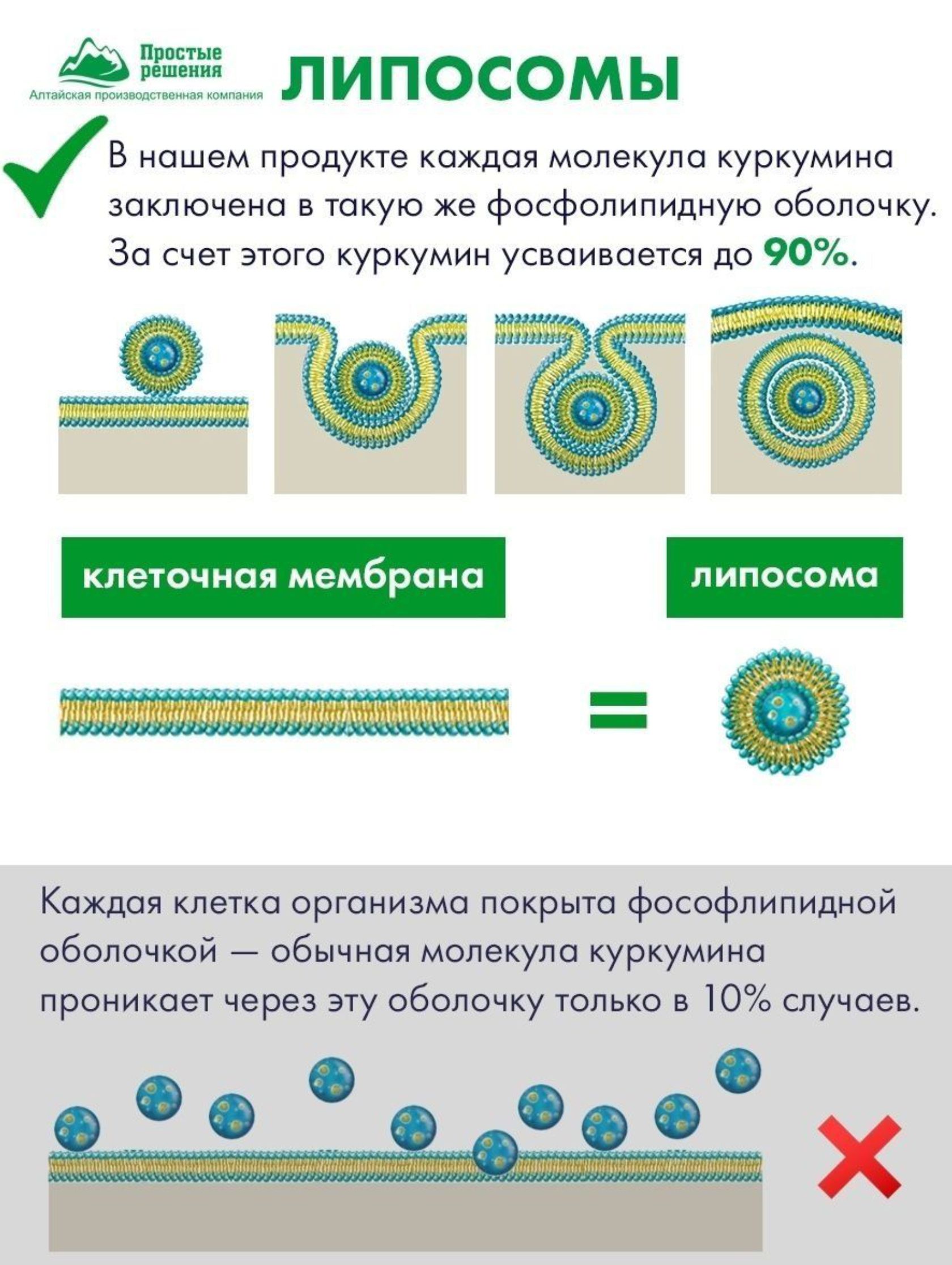 Концетраты пищевые Алтайские традиции Липосомальный куркумин Для печени с силимарином веган 60 капсул - фото 3