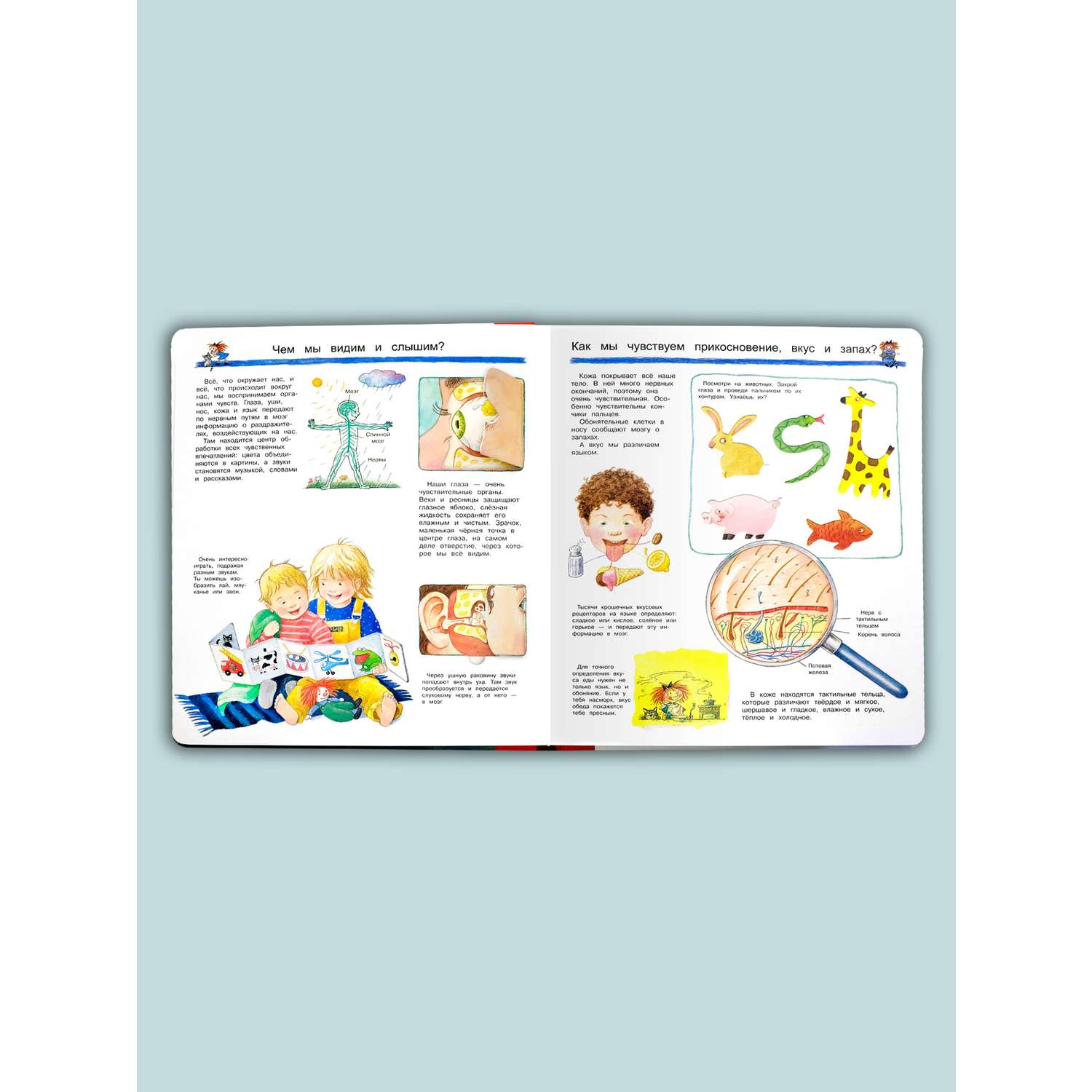 Книга Омега-Пресс Энциклопедия для детей с окошками Что? Почему? Зачем? Изучаем наше тело - фото 6