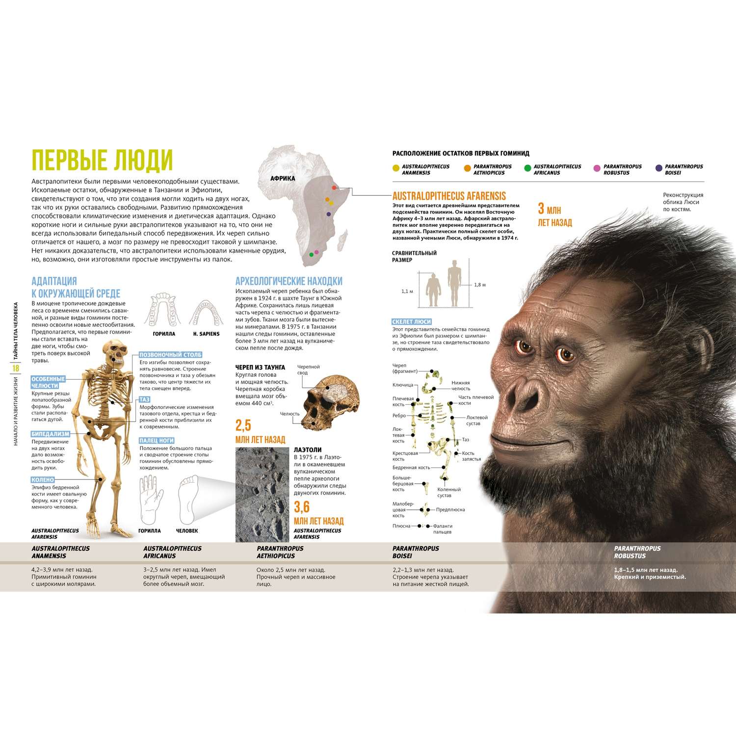 Читать Homo Sapiens. Краткая история эволюции человечества онлайн Эдвард Норберт (Страница 17)