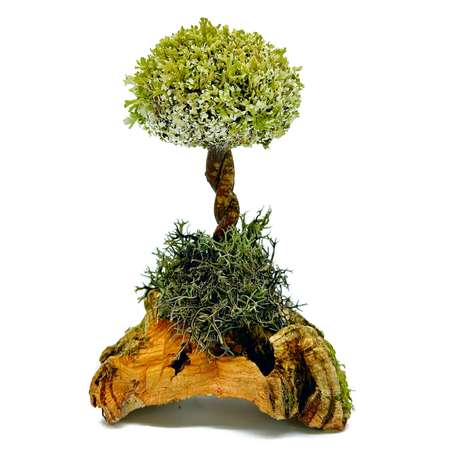 Дерево из цетрарии с 1 кроной Cetraria 18 см