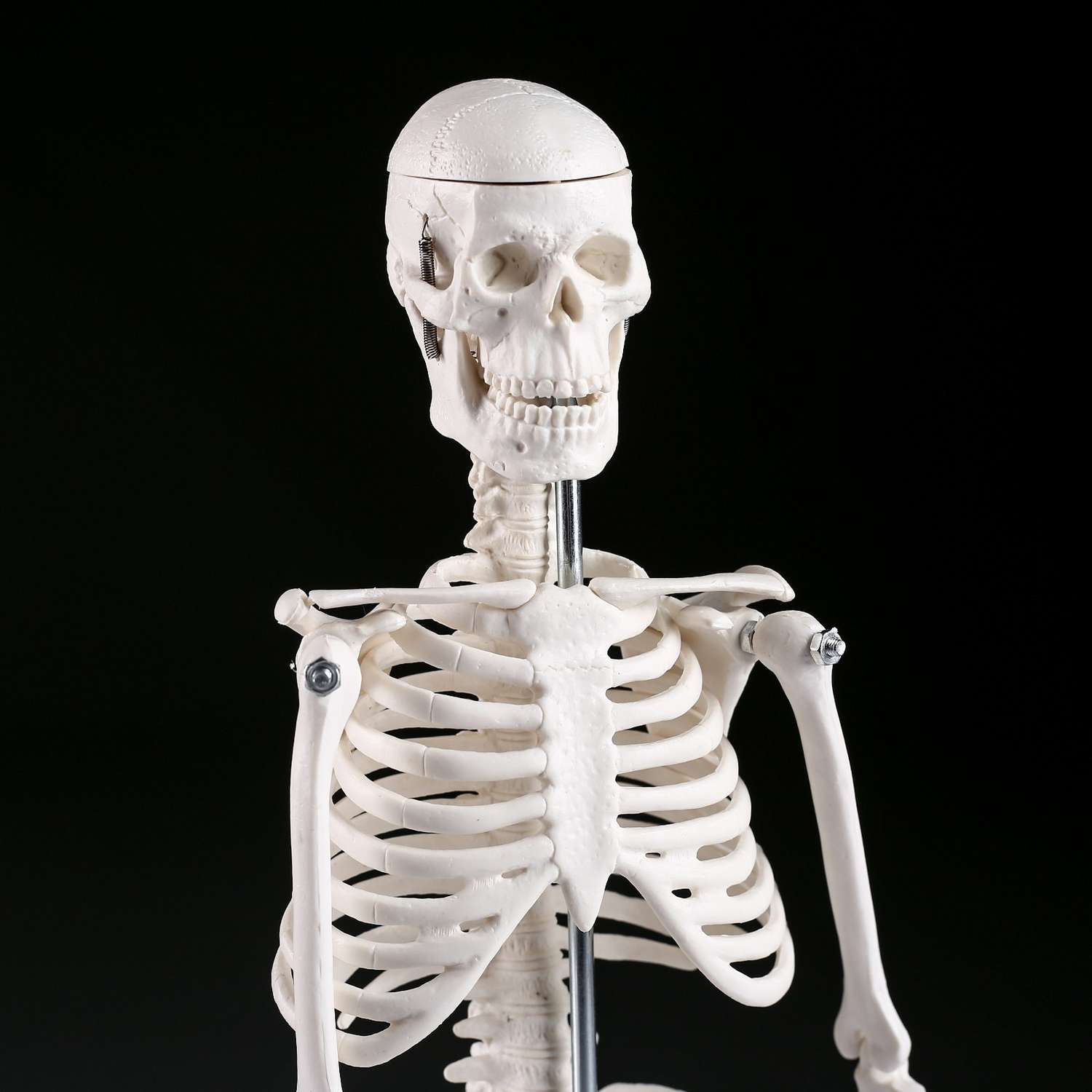 Макет Sima-Land «Скелет человека» 45см - фото 4