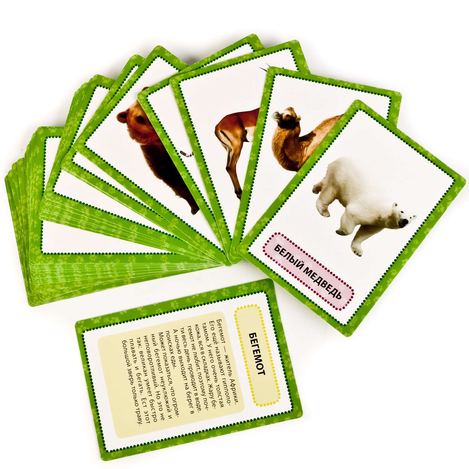 Карточки развивающие УМка Животные мира 36 карточек 234908 - фото 2