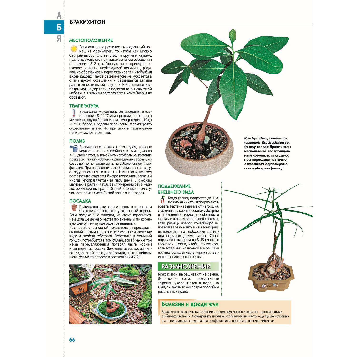Ядовитое Растение Полей И Лесов, С Белыми Цветами - CodyCross ответы