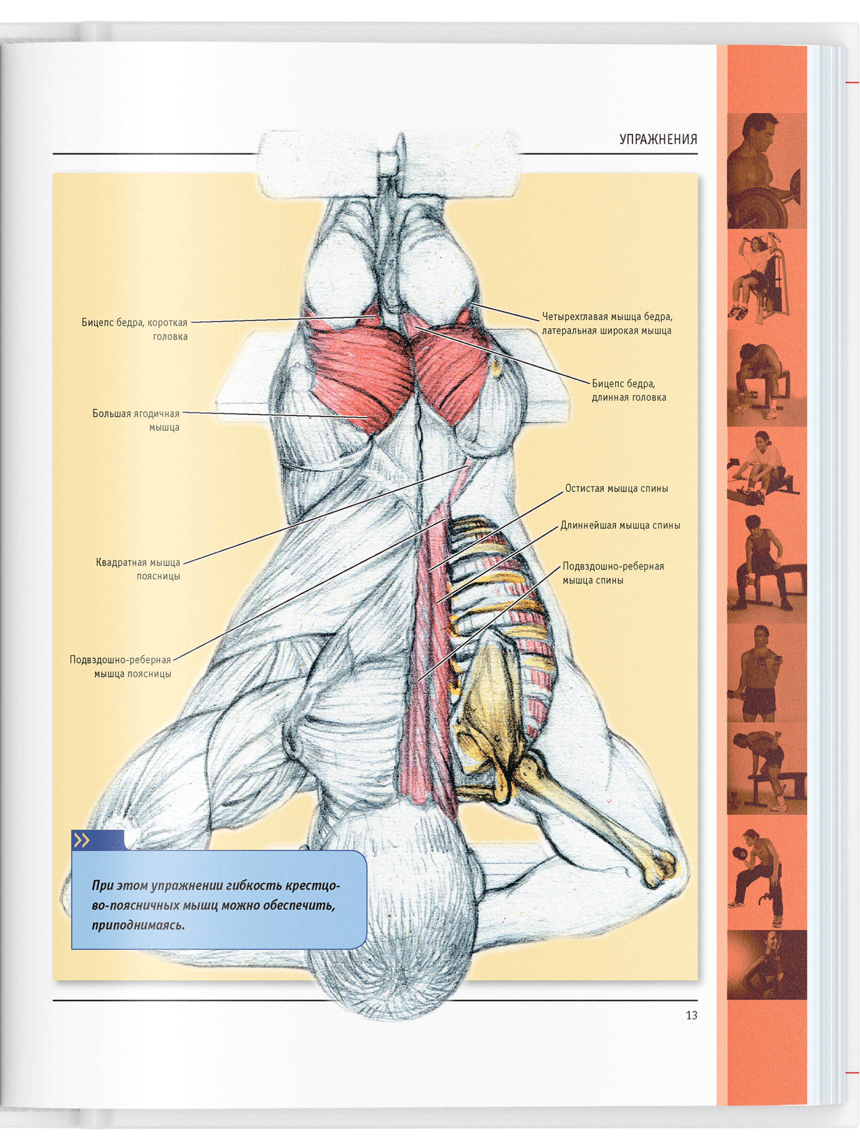 Книга Харвест Анатомия силовых упражнений для мужчин и женщин. Спортивный комплекс упражнений - фото 8