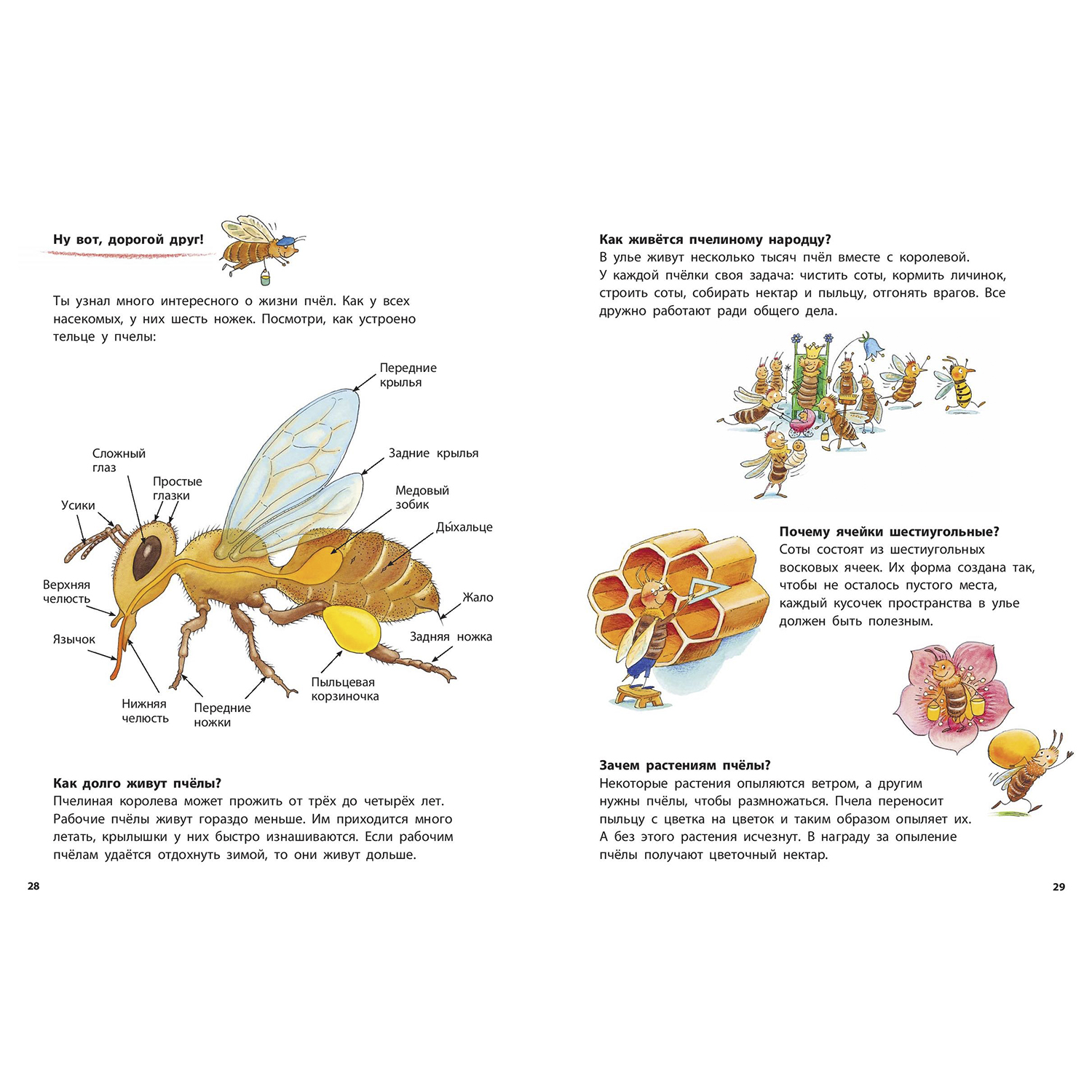 Книга Издательство Энас-книга Как живёт пчёлка Познавательные истории - фото 4