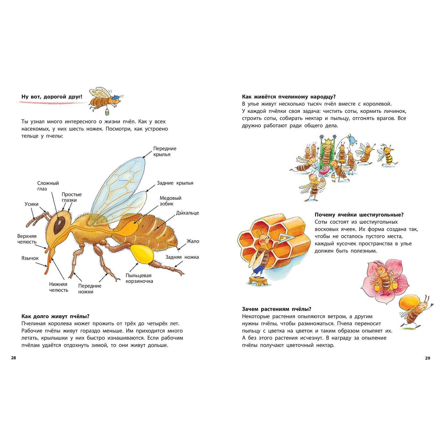Книга Издательство Энас-книга Как живёт пчёлка Познавательные истории - фото 4