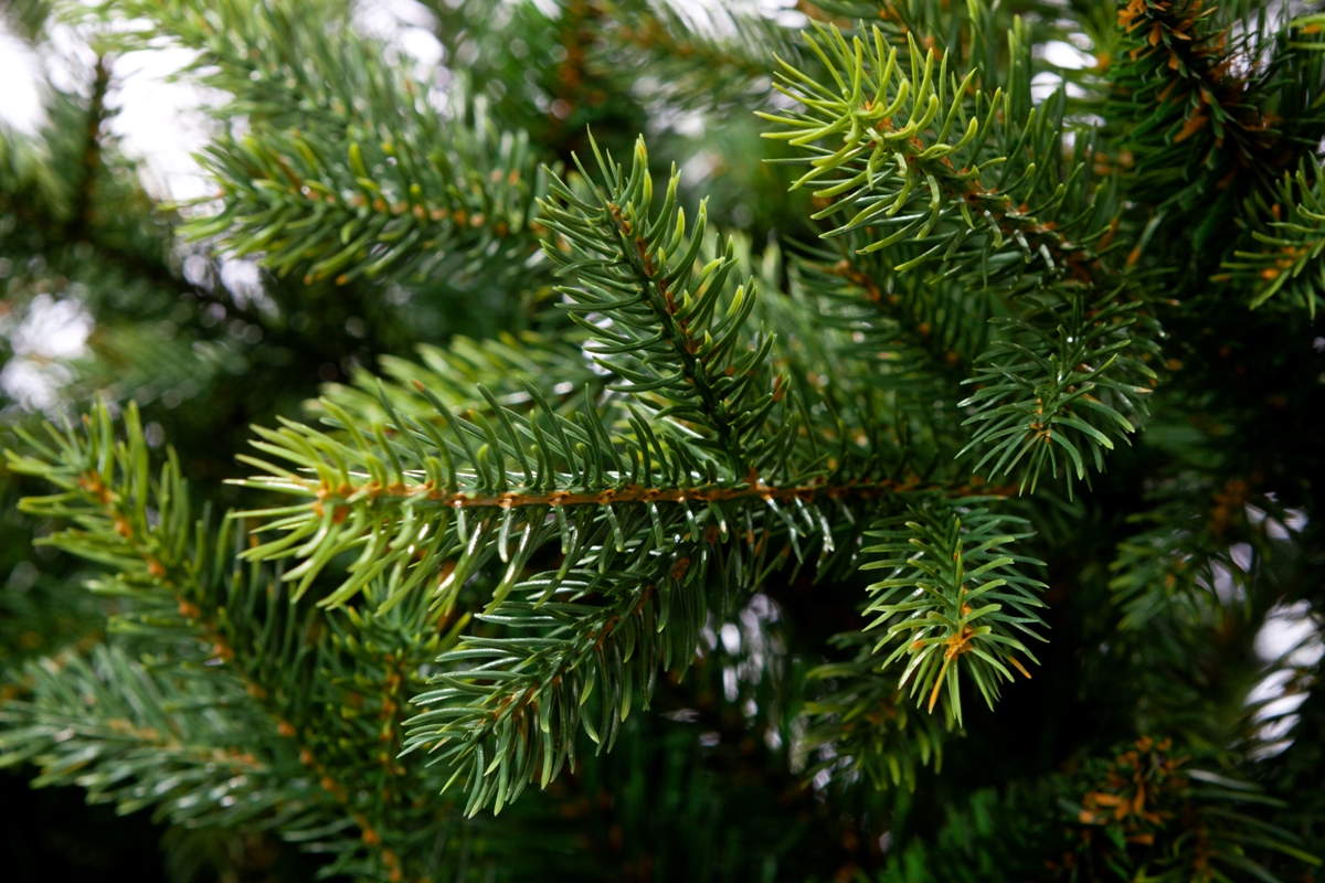 Искусственная елка Crystal Trees Гарда зеленая 180 см. - фото 7