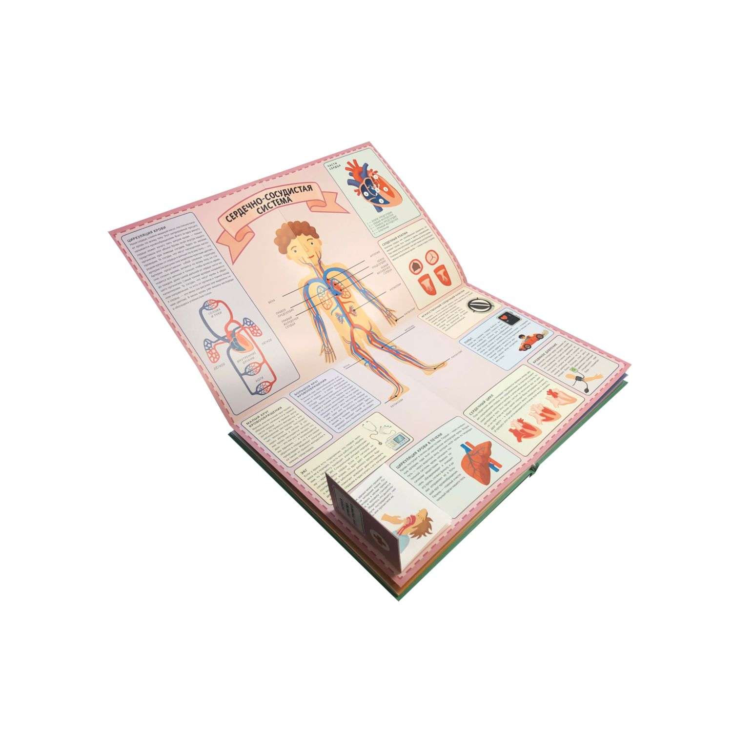 Книга Тело человека Интерактивный детский атлас с откидными разворотами - фото 4