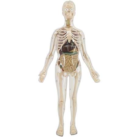 Анатомический набор EDU-TOYS органы и скелет женщины 56см