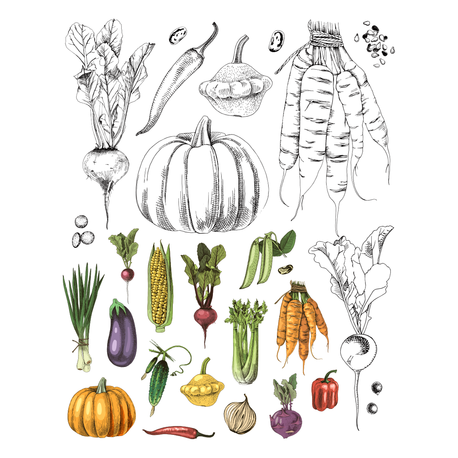 Раскраска Жёлудь Vegetables. овощи - фото 15