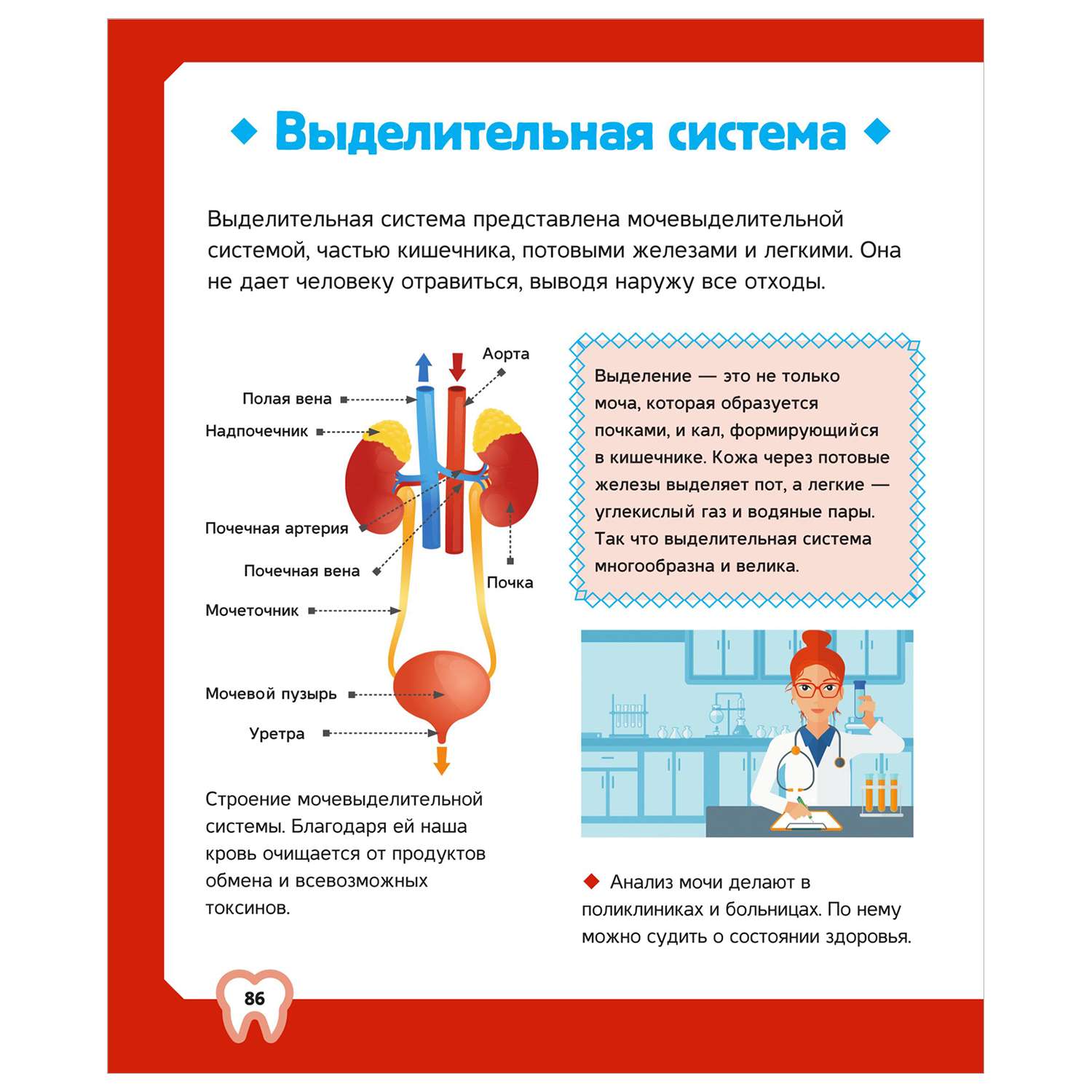 Энциклопедия Тело человека - фото 10