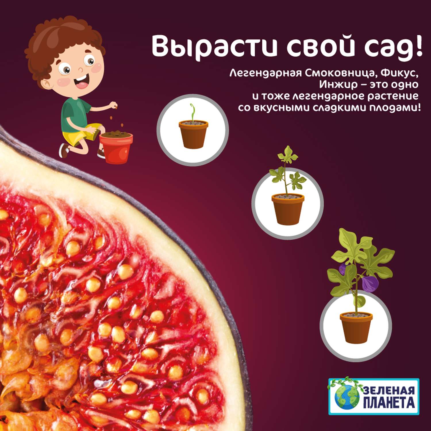 Набор для выращивания ЗЕЛЕНАЯ ПЛАНЕТА Инжир - фото 5