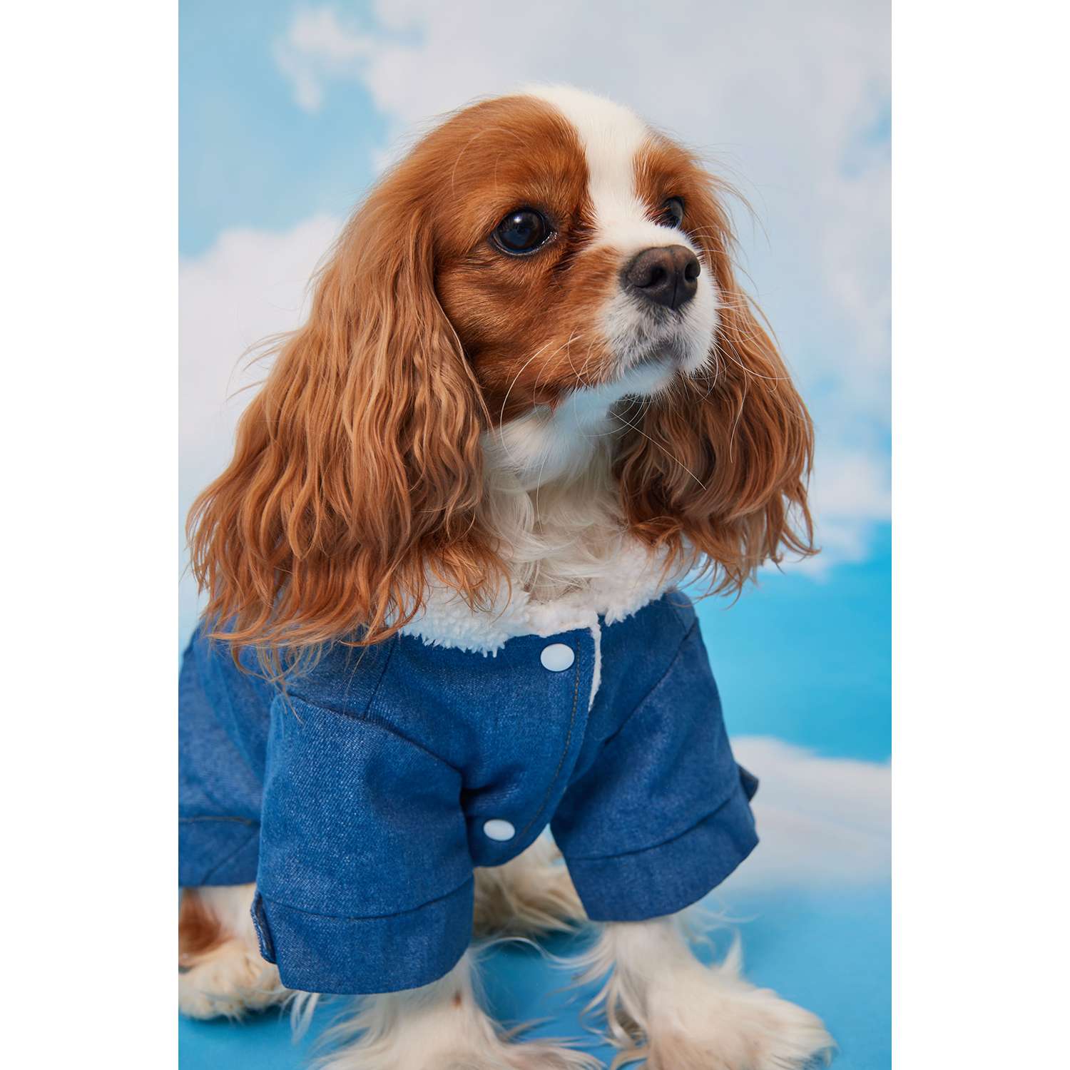 Куртка для собак Zoozavr синий 35 - фото 9