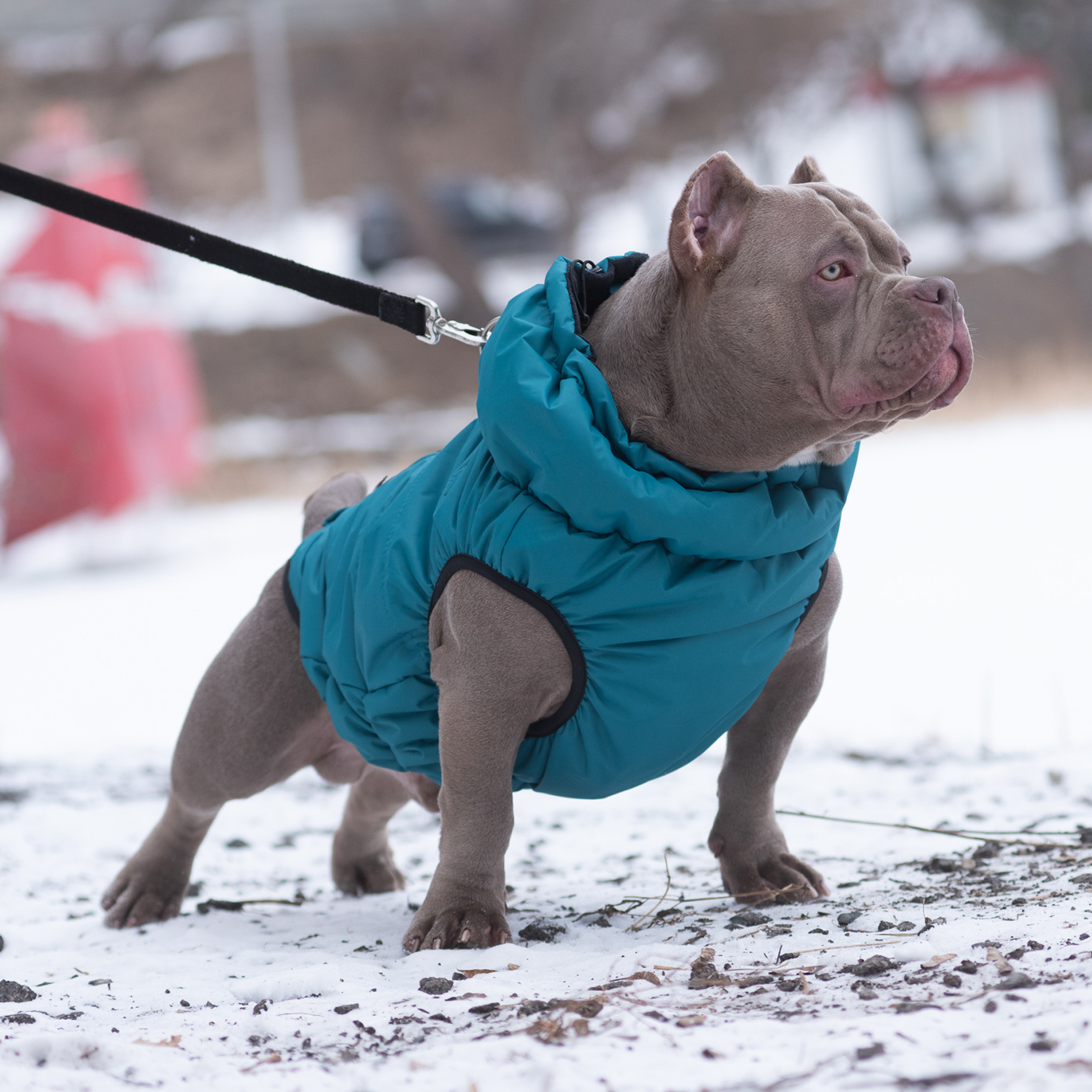 Жилет для собак Rain Dog - фото 5