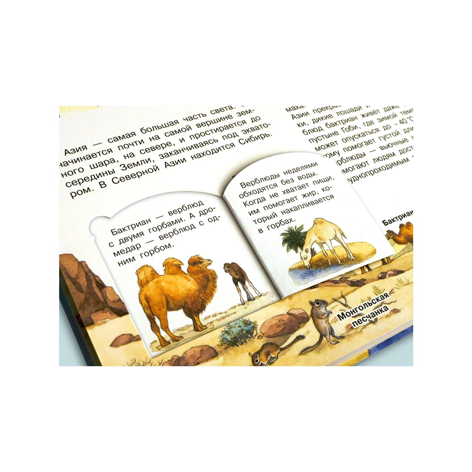 Книга Омега-Пресс Энциклопедия для детей с окошками Что? Почему? Зачем? Мой первый атлас животных - фото 27