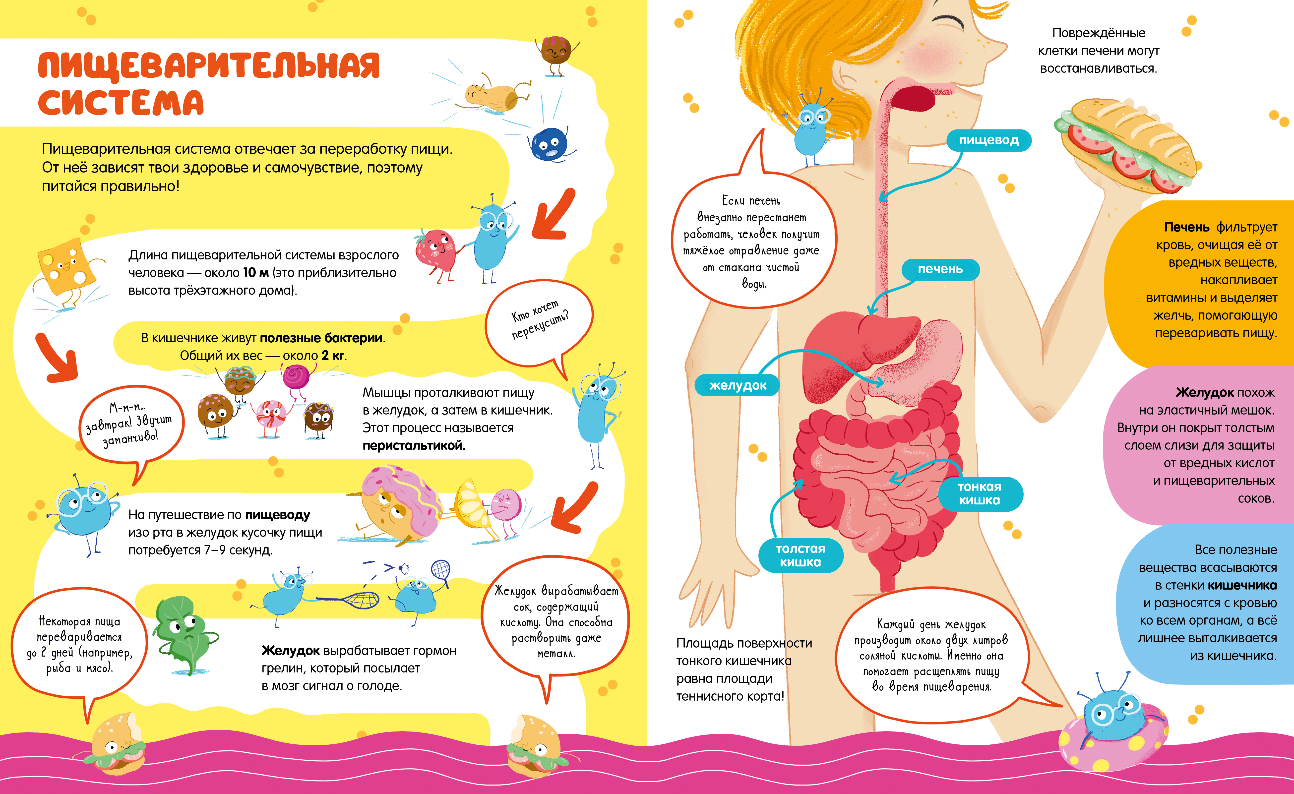 Книга Clever Энциклопедии. 100 удивительных фактов о теле человека - фото 4