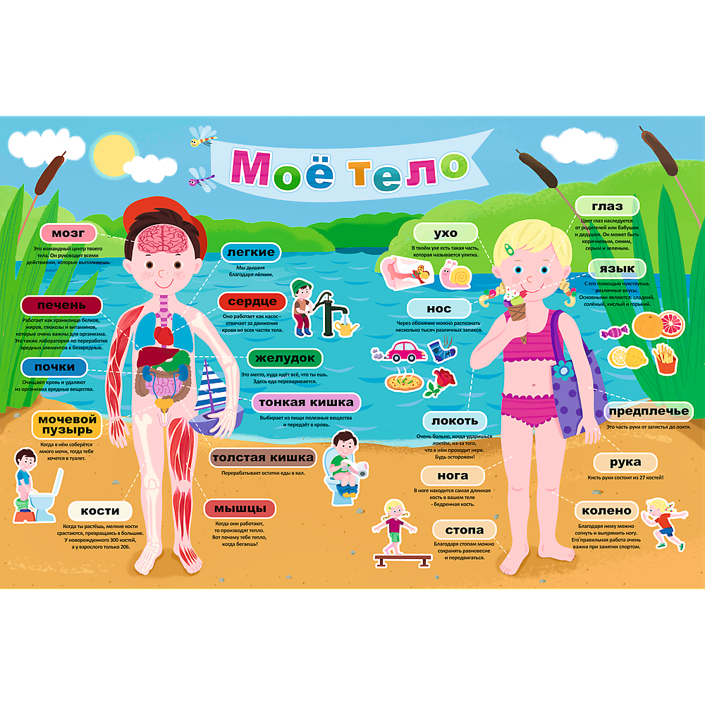 Пазл TREFL Моё тело купить по цене 399 ₽ в интернет-магазине Детский мир