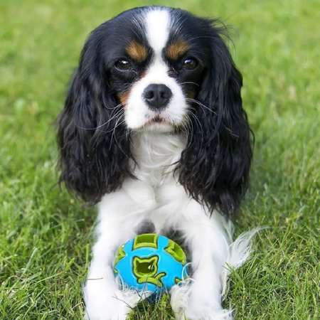 Игрушка мяч дозирующий корм ZDK Для собак ZooWell Play с колокольчиком голубой