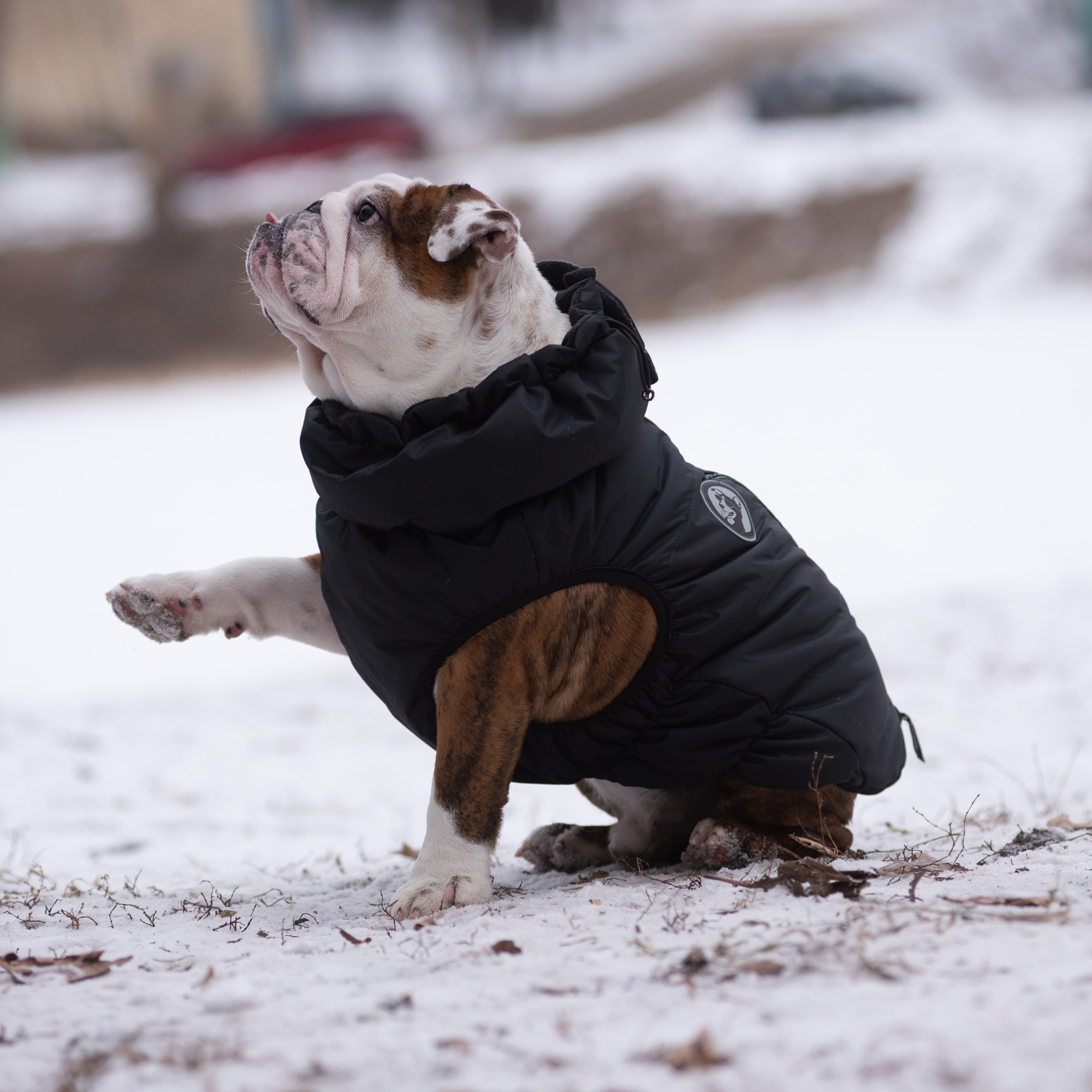 Жилет для собак Rain Dog - фото 5