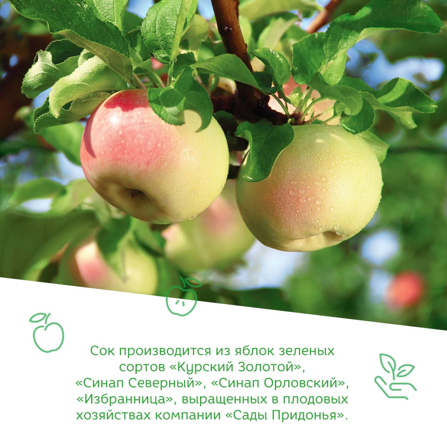 Сок Сады Придонья яблоко прямого отжима 0.2л с 4 месяцев - фото 5