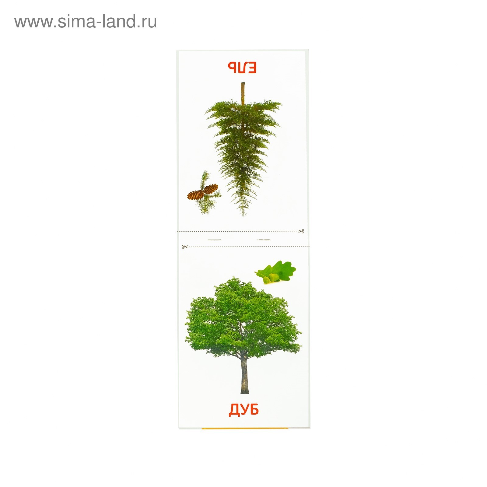 Обучающие карточки Буква-ленд Деревья в соответствии с методикой Г.Домана - фото 3