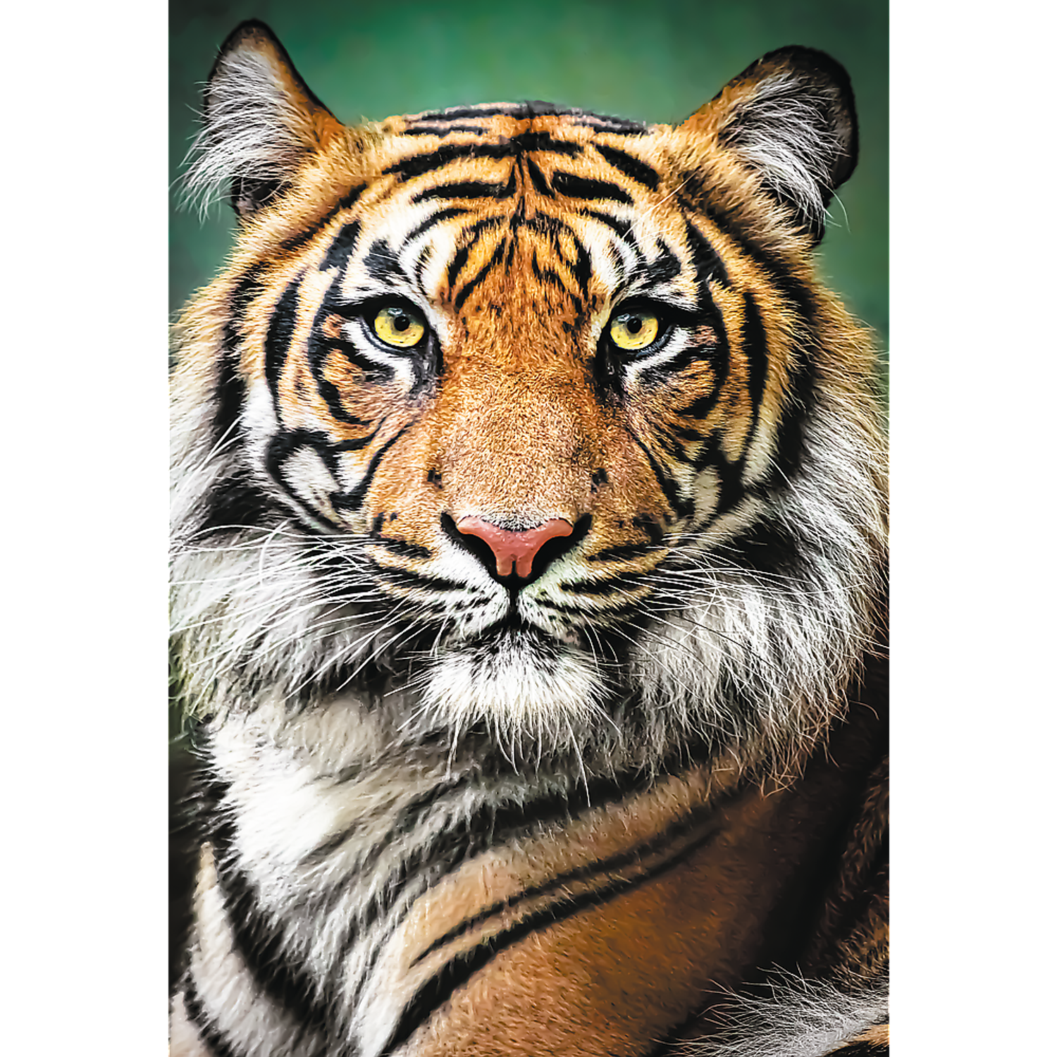 Пазл 1500 деталей TREFL Портрет тигра - фото 2