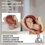 Макет Sima-Land «Тело беременной женщины в разрезе» 12*11*11см