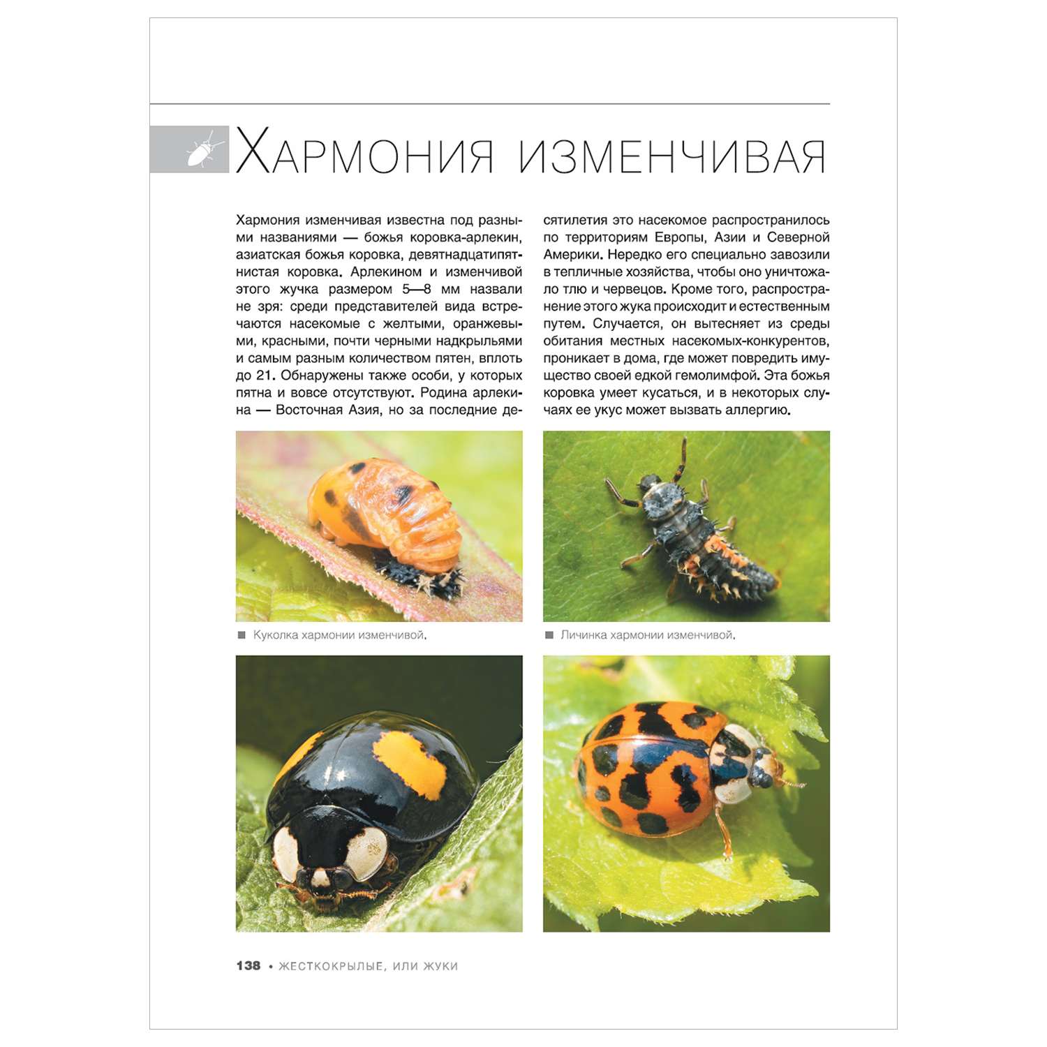В Краснодаре работает выставка экзотических насекомых