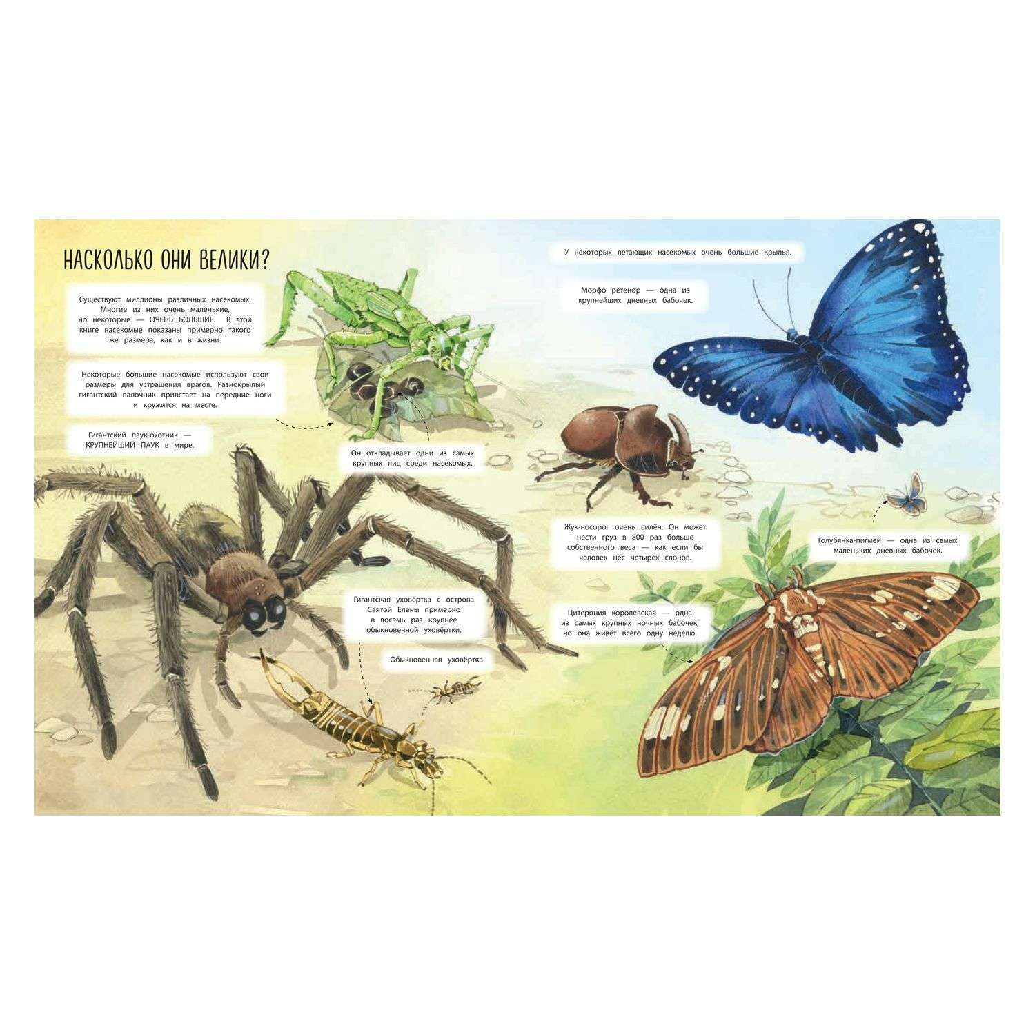 Энциклопедия Эксмо Большая книга о насекомых - фото 2