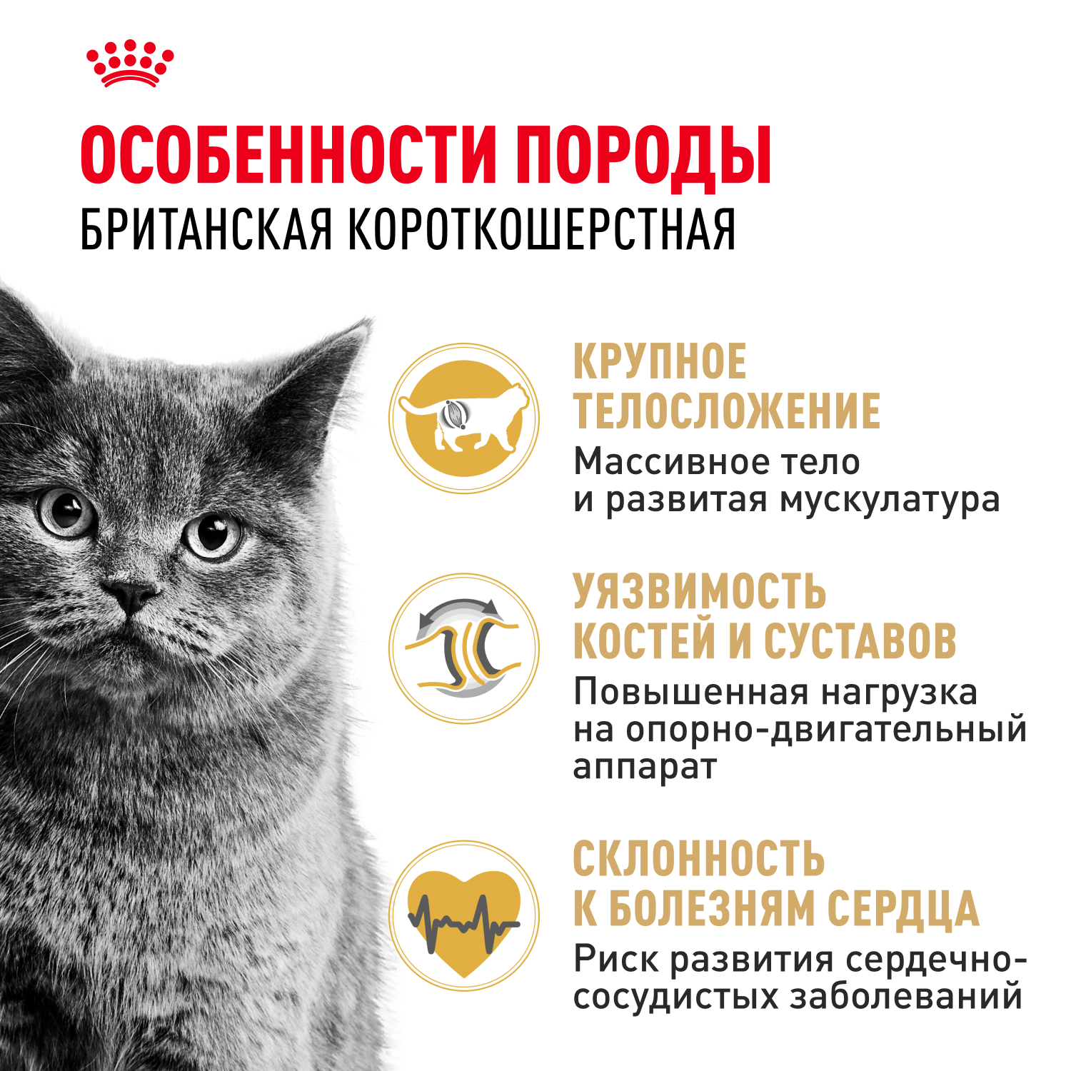 Корм ROYAL CANIN British Shorthair 4 кг для кошек британской короткошерстной породы - фото 3