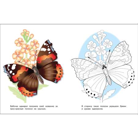 Раскраска Окружающий мир Бабочки