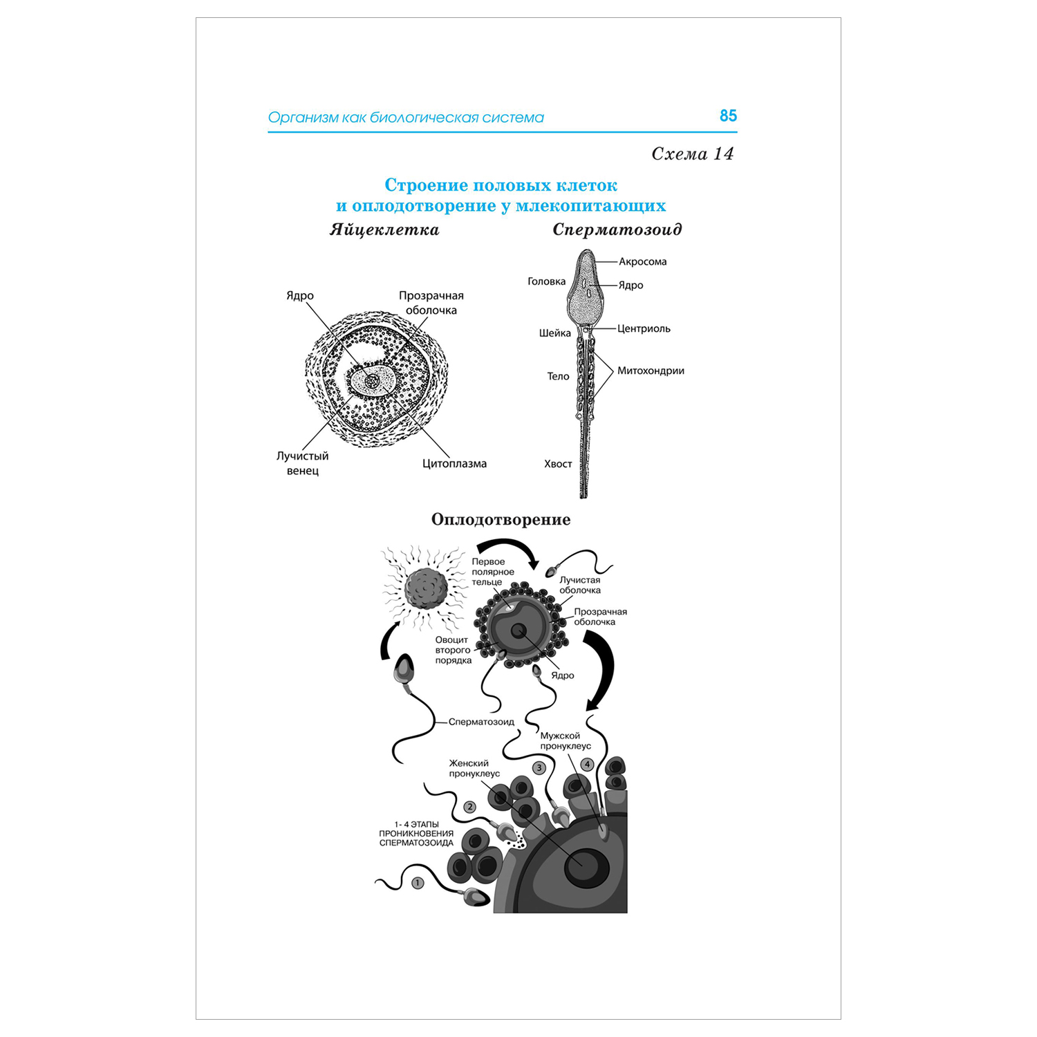Книга Биология Весь школьный курс в таблицах и схемах для подготовки к ЕГЭ - фото 21