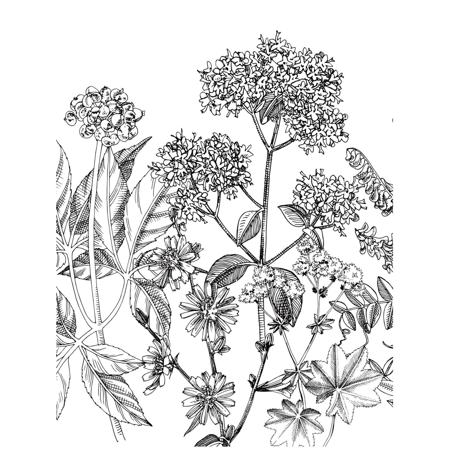 Раскраска Жёлудь Medicinal Herbs Травы медицинские Раскраска вдохновение - фото 15