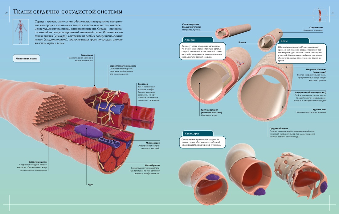 Книга Махаон Иллюстрированный атлас. Анатомия человека - фото 7