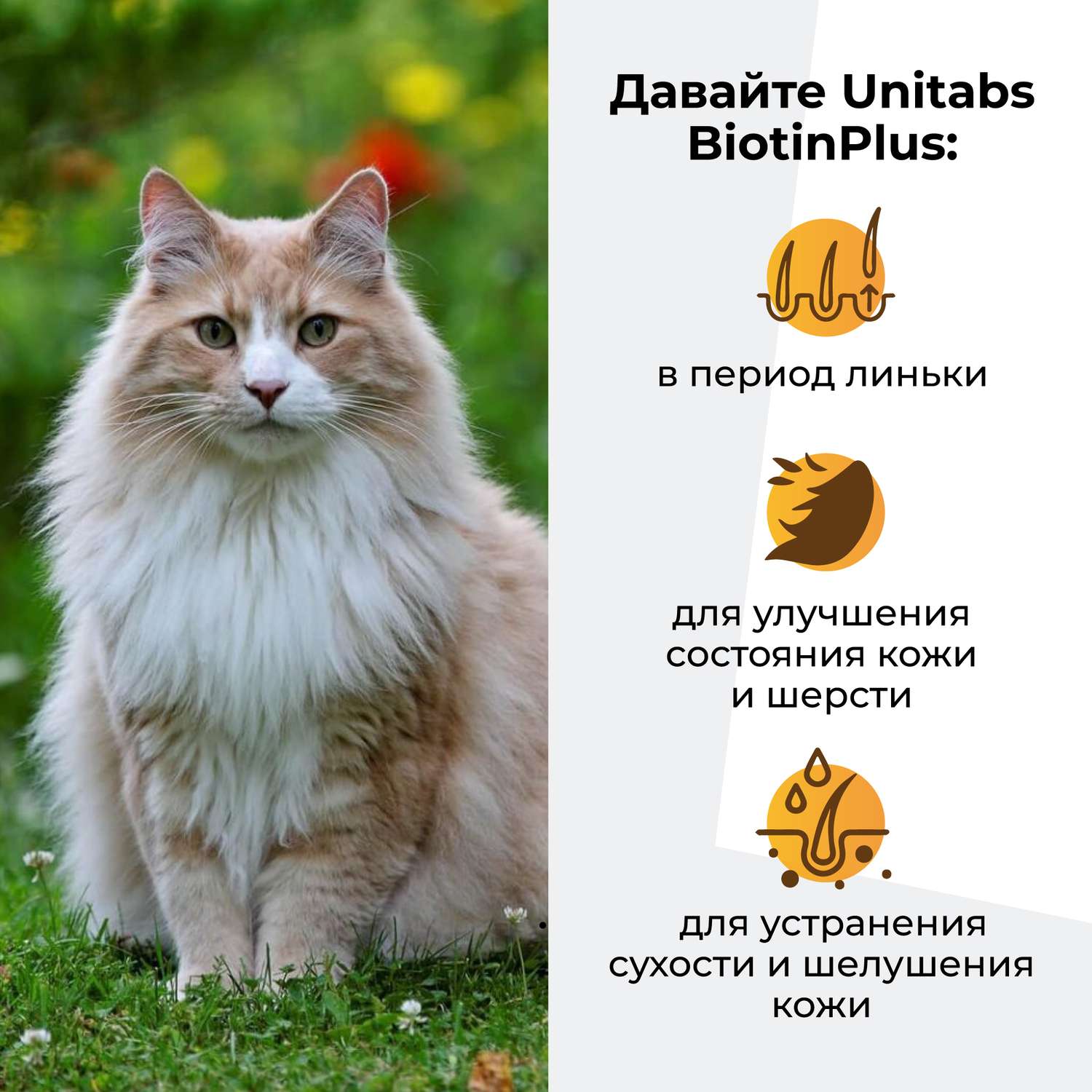 Правила ухода за шерстью домашней кошки 🐱 — азинский.рф