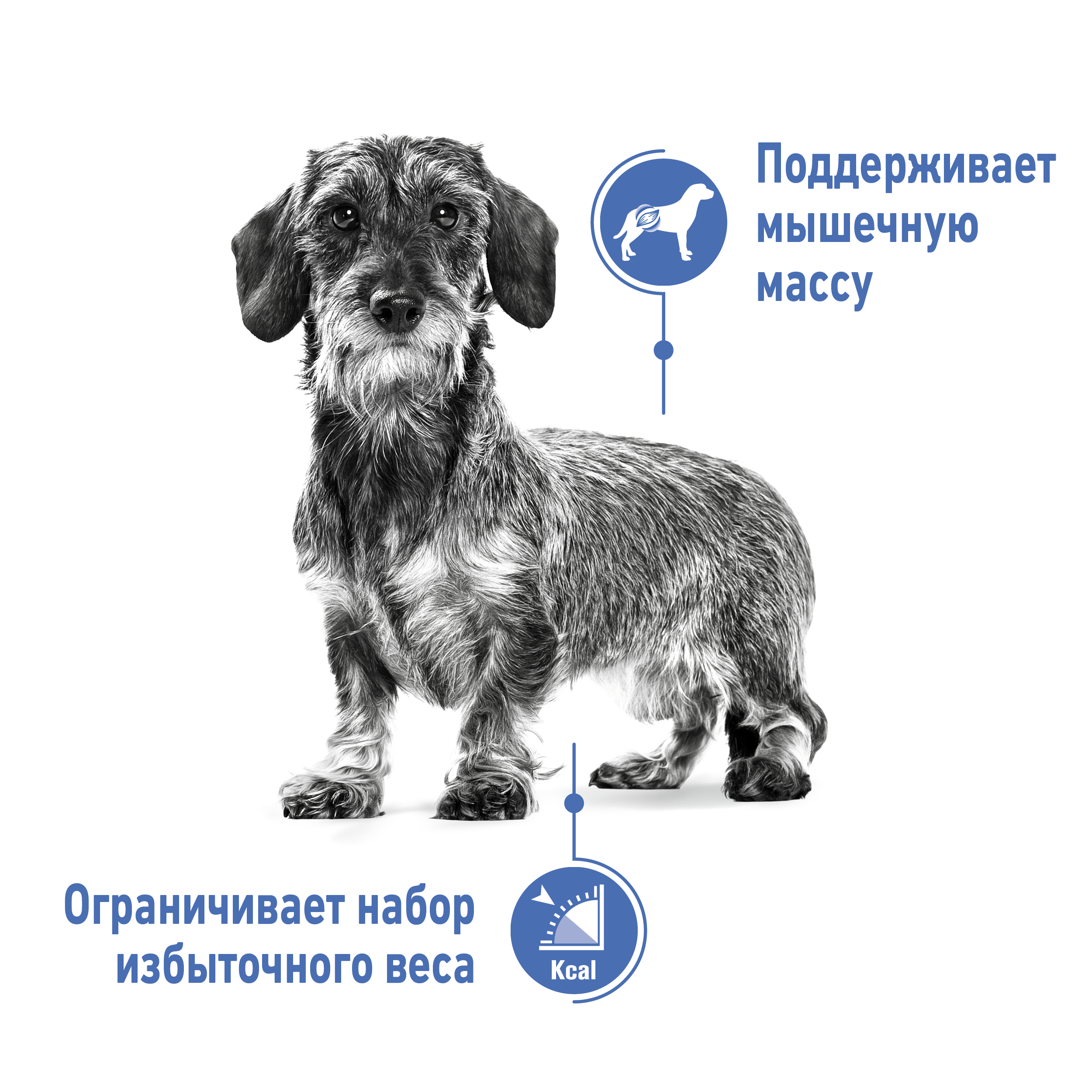 Корм для собак ROYAL CANIN Light Weight Care предрасположенных к набору избыточного веса пауч 85г - фото 5