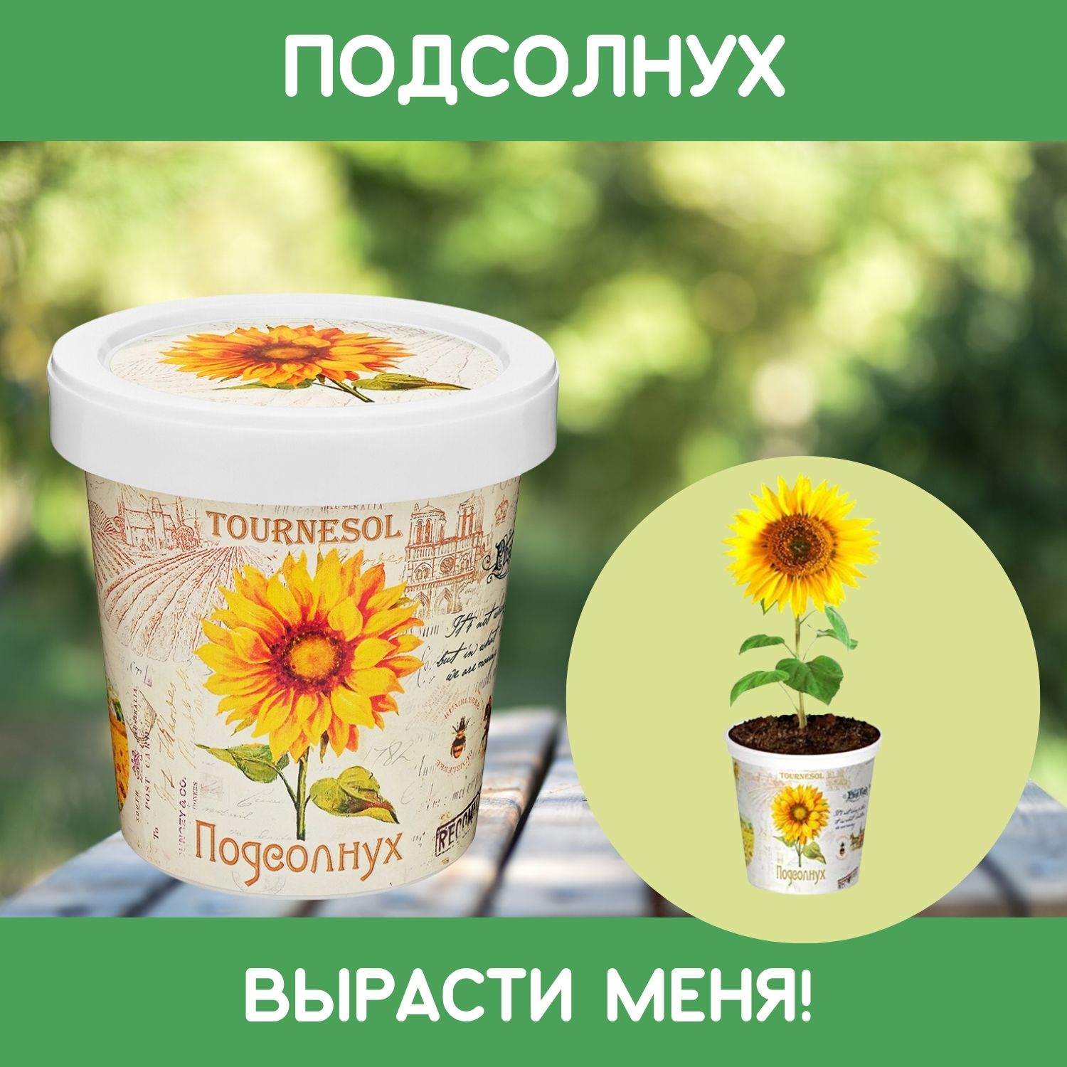 Набор для выращивания растений Rostok Visa Вырасти сам цветок Подсолнечник в подарочном горшке - фото 1