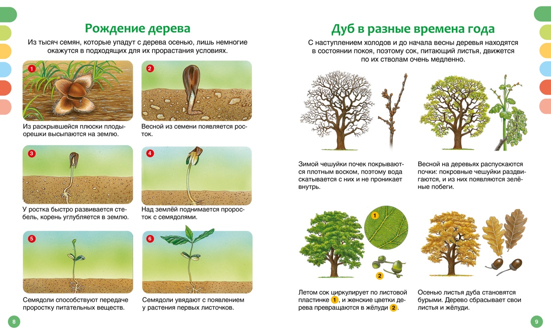 Книга Махаон Жизнь леса - фото 11