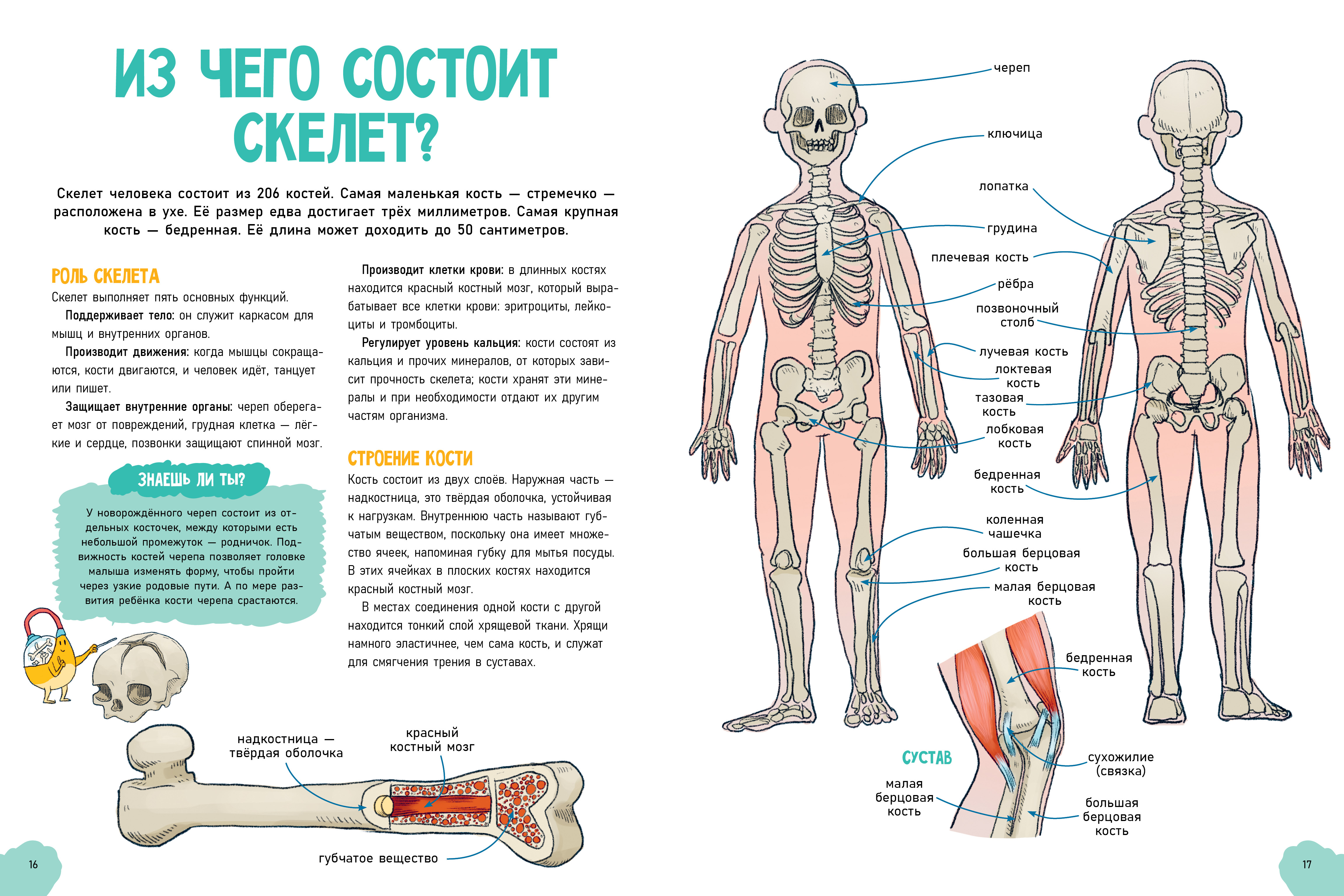 Книга Clever Удивительные энциклопедии. Невероятное тело человека Валло Д. - фото 5