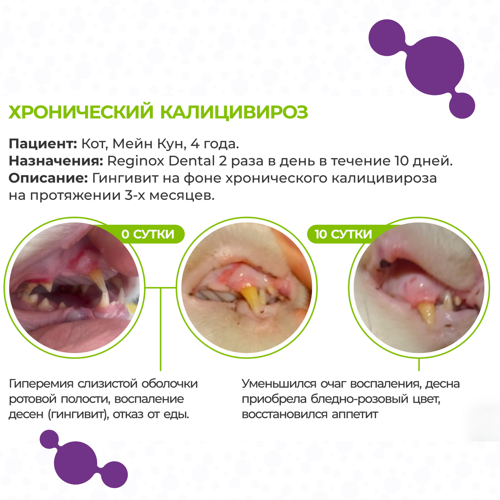 Reginox Dental гель заживляющий для ухода за полостью рта животных (Регинокс Дентал) - фото 3