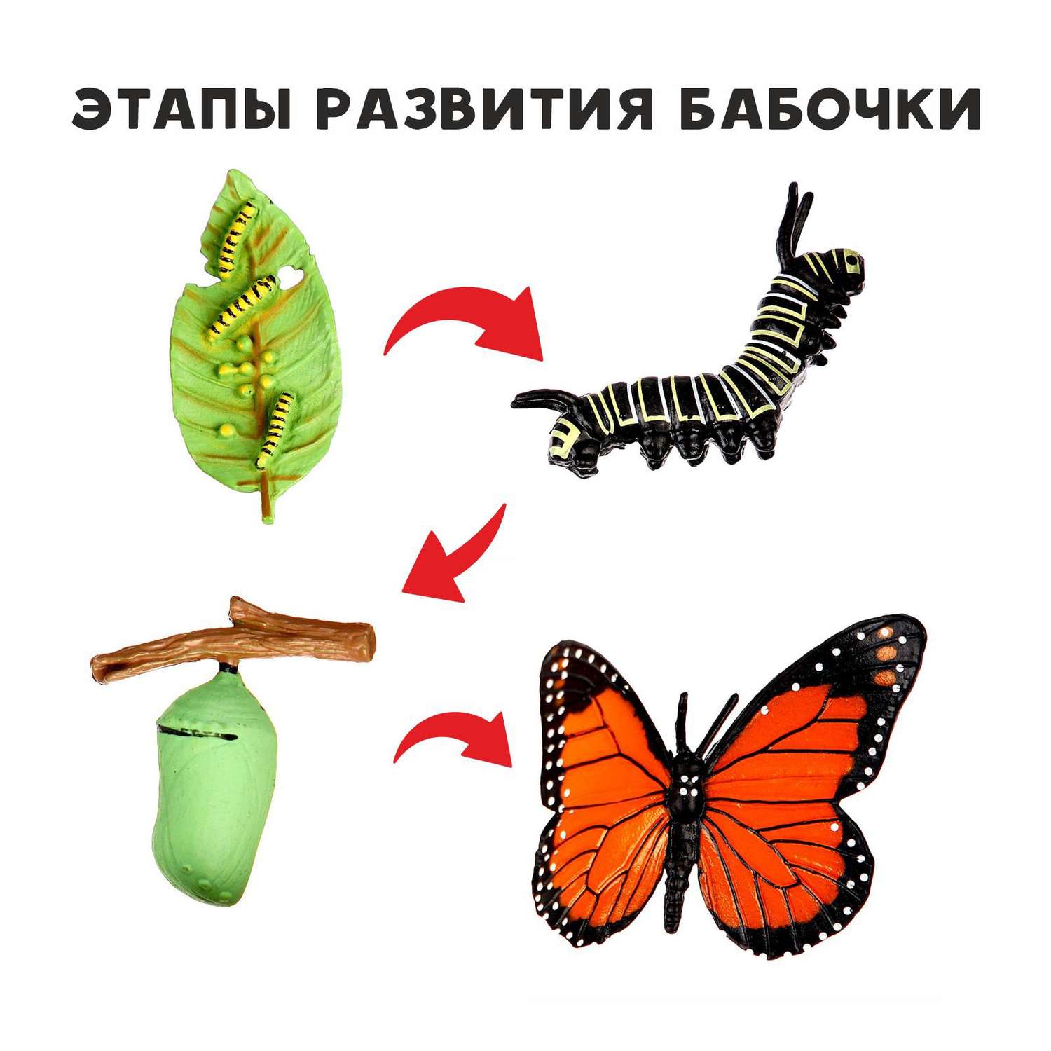 Обучающий набор Sima-Land «Этапы развития бабочки» 4 фигурки - фото 1